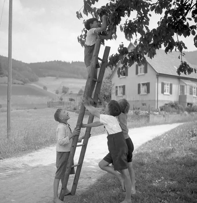 Framed Print : Children pick fruit from the apple tree with the help of a ladder