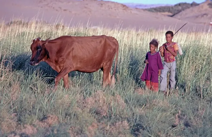Framed Print : Children returning with a cow, El Heiz oasis