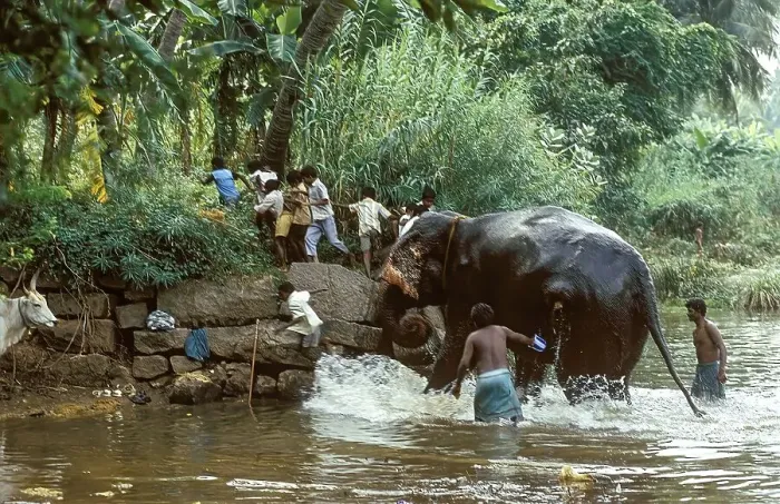 Framed Print : Children running out of fear seeing the elephant getting up from river after bathing at Courtalam Kutralam Kuttalam