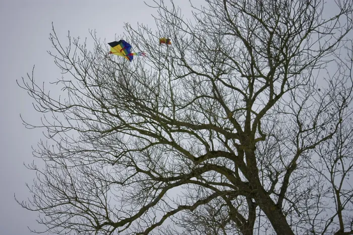 Framed Print : Children's kite stuck in the tree Framed Print : Children's kite stuck in the tree