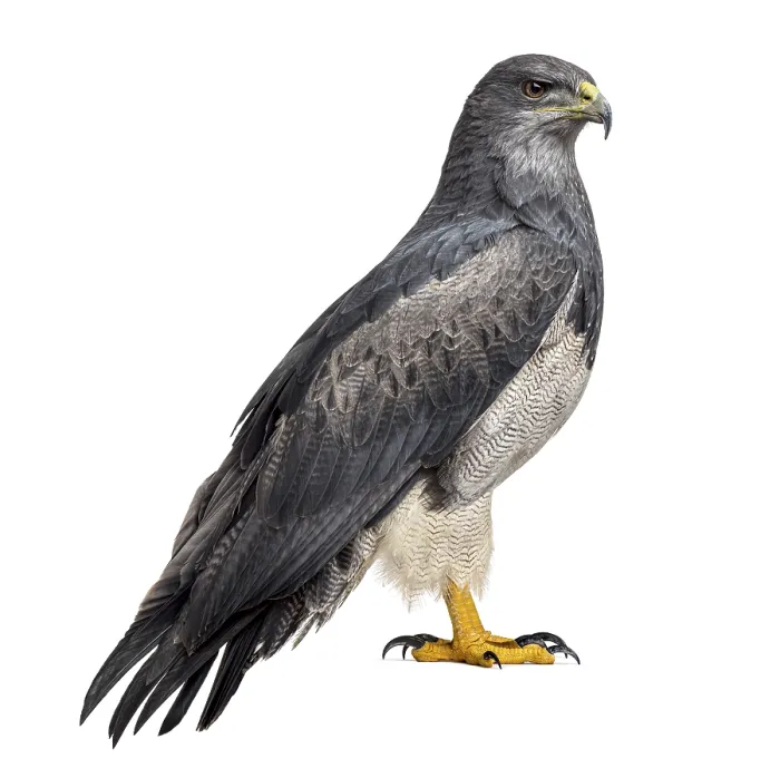 Framed Print : Chilean blue eagle - Geranoaetus melanoleucus (17 years old) in front of a white background Framed Print : Chilean blue eagle - Geranoaetus melanoleucus (17 years old) in front of a white background