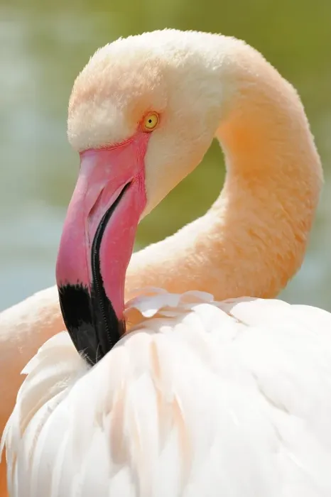 Framed Print : Chilean flamingo (Phoenicopterus chilensis)