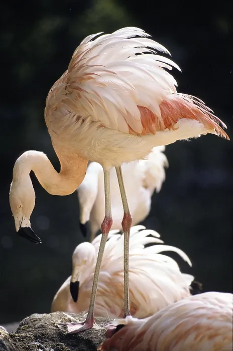 Framed Print : CHILEAN FLAMINGO (phoenicopterus chilensis)