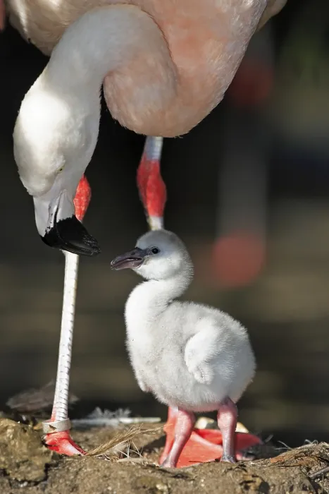 Framed Print : Chilean flamingo (Phoenicopterus chilensis) Framed Print : Chilean flamingo (Phoenicopterus chilensis)