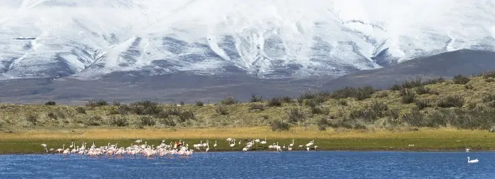 Framed Print : Chilean Flamingos (Phoenicopterus chilensis)