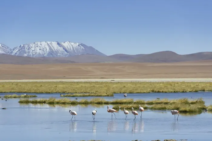 Framed Print : Chilean Flamingos (Phoenicopterus chilensis) at a lake in the highlands