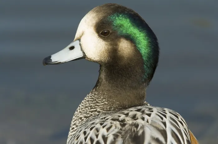 Framed Print : Chilean Wigeon, Chilean Wigeon