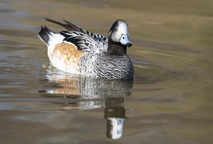 Framed Print : Chiloe Wigeon
