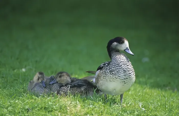 Framed Print : Chiloe Wigeon (Anas sibilatrix)