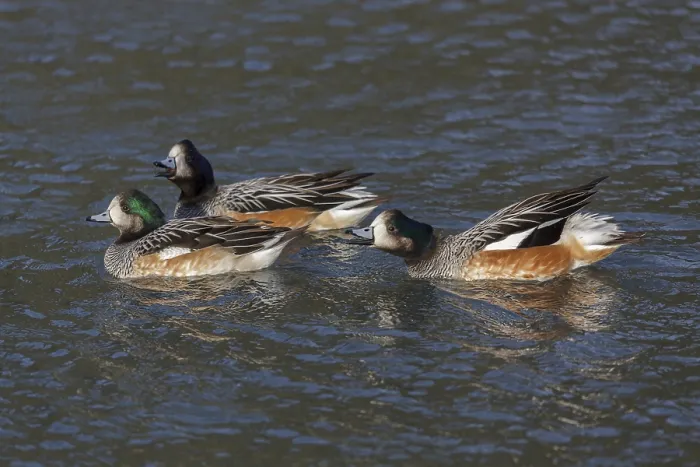 Framed Print : Chiloe Wigeon (anas sibilatrix)