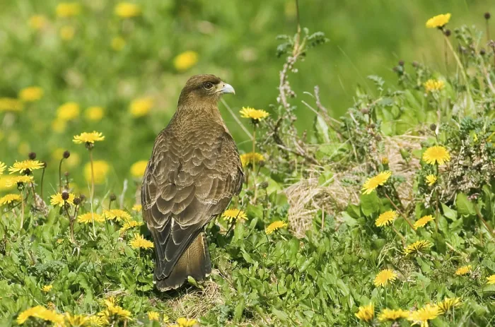 Framed Print : Chimango chimango caracara (Milvago chimango) adult
