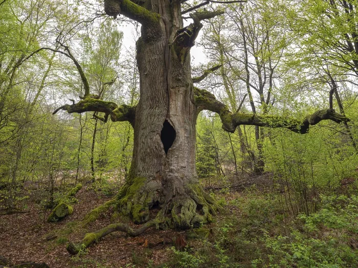 Framed Print : Chimney oak, hollow oak (Quercus) in the Sababurg primeval forest Framed Print : Chimney oak, hollow oak (Quercus) in the Sababurg primeval forest