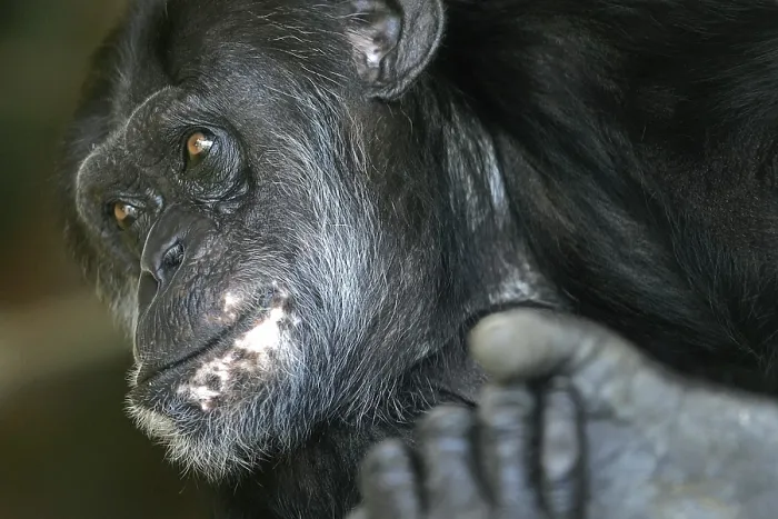 Framed Print : Chimpanzee