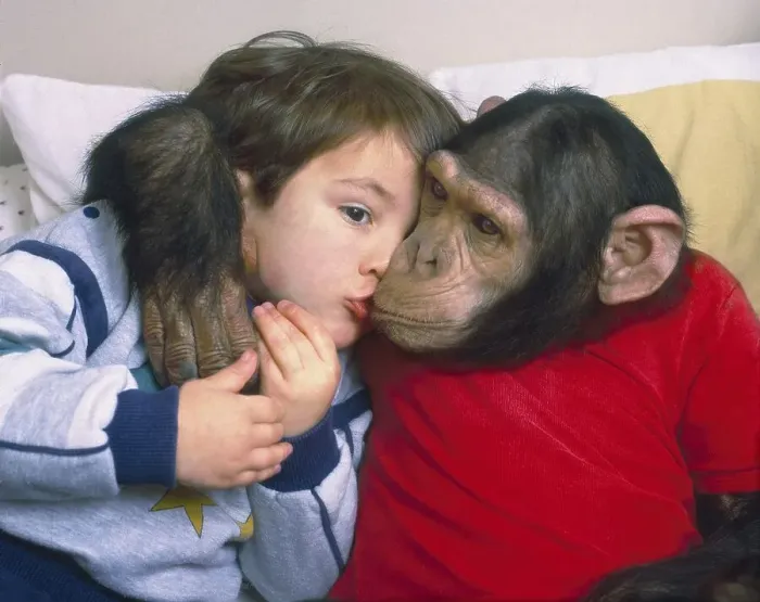 Framed Print : Chimpanzee and boy cuddling, England Framed Print : Chimpanzee and boy cuddling, England