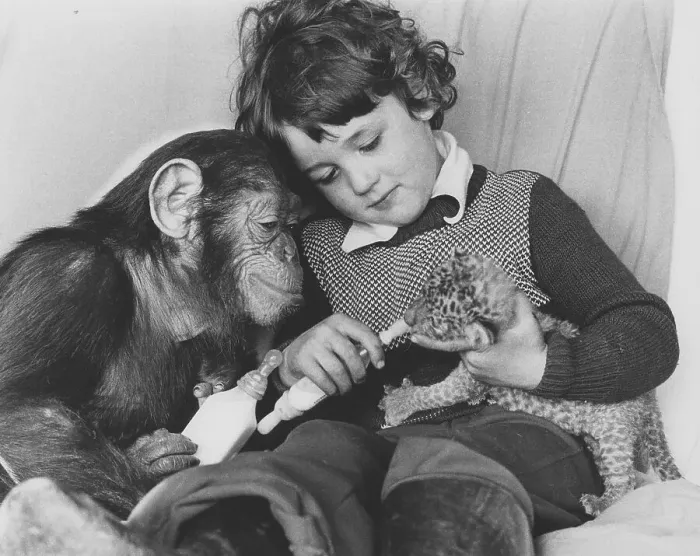 Framed Print : Chimpanzee and a boy feeding a baby predator Framed Print : Chimpanzee and a boy feeding a baby predator