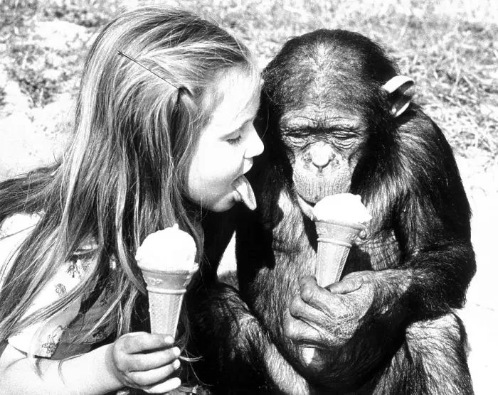 Framed Print : Chimpanzee and child eat ice cream together