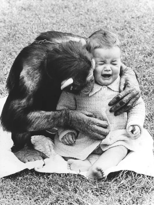Framed Print : Chimpanzee comforts a child, England