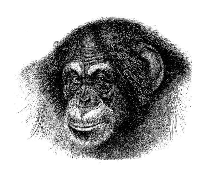 Framed Print : Chimpanzee, Common chimpanzee (Pan troglodytes) Framed Print : Chimpanzee, Common chimpanzee (Pan troglodytes)