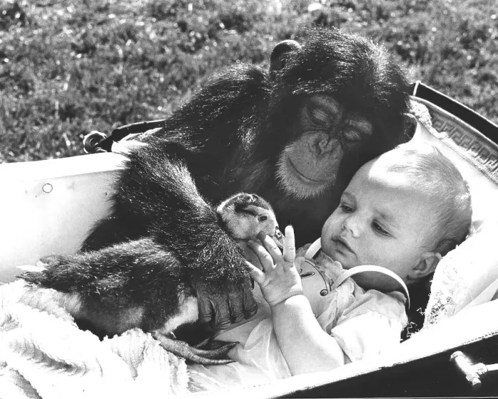 Framed Print : Chimpanzee cuddles with a baby and a duck