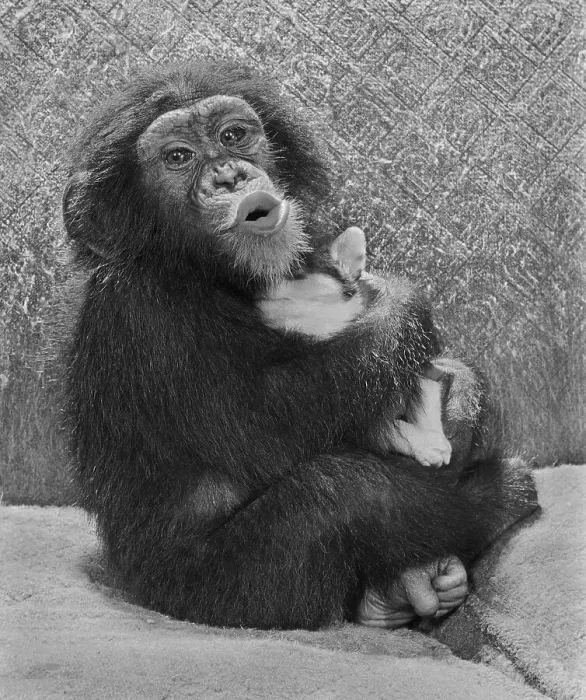 Framed Print : Chimpanzee with dog, England, Great Britain