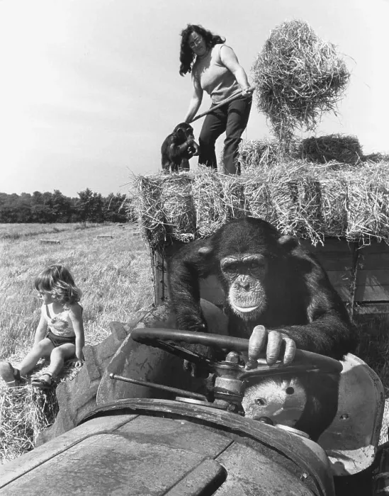 Framed Print : Chimpanzee drives a tractor, England