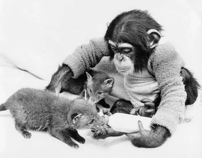 Framed Print : Chimpanzee feeds little foxes with bottle of milk Framed Print : Chimpanzee feeds little foxes with bottle of milk
