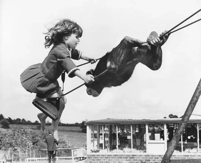 Framed Print : Chimpanzee and girl on the swing