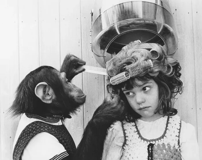 Framed Print : Chimpanzee as a hairdresser, England Framed Print : Chimpanzee as a hairdresser, England