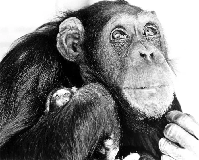 Framed Print : Chimpanzee holding little monkeys in his arms Framed Print : Chimpanzee holding little monkeys in his arms