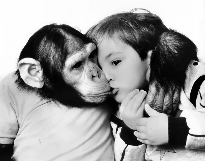 Framed Print : Chimpanzee kisses and hugs little boy