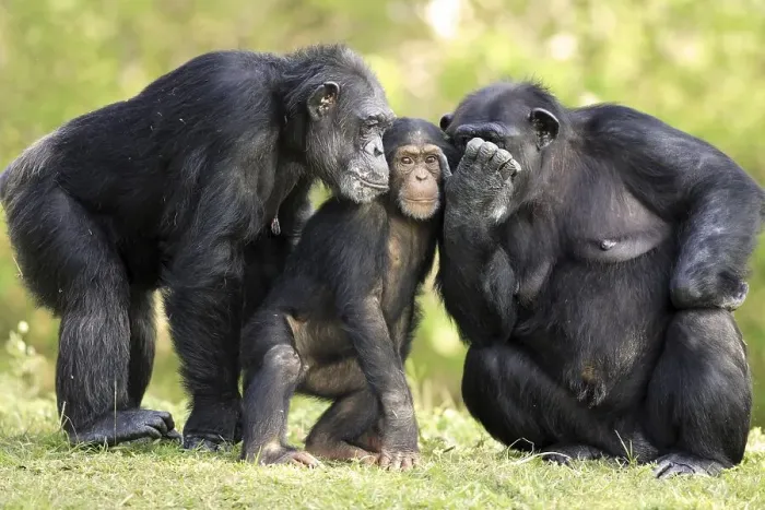 Framed Print : Chimpanzee (Pan troglodytes), two adult females with young Framed Print : Chimpanzee (Pan troglodytes), two adult females with young