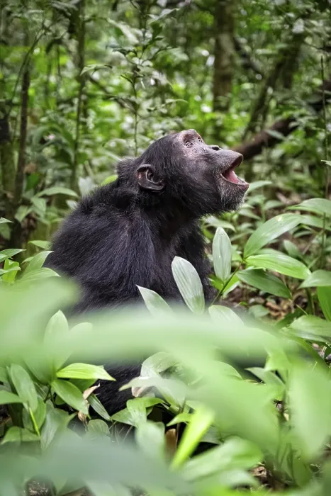 Framed Print : Chimpanzee (Pan Troglodytes), male on the ground Framed Print : Chimpanzee (Pan Troglodytes), male on the ground