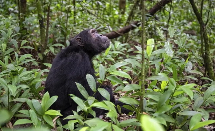 Framed Print : Chimpanzee (Pan Troglodytes), male on the ground