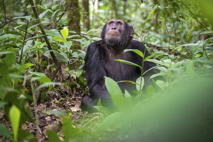 Framed Print : Chimpanzee (Pan Troglodytes), male looking thoughtfully