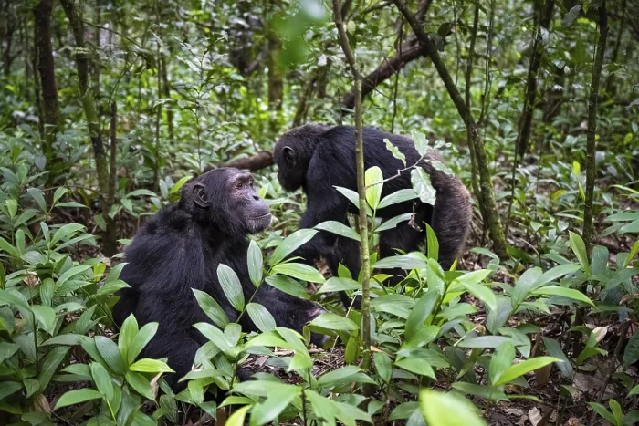 Framed Print : Chimpanzee (Pan Troglodytes), male running on the ground