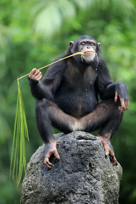 Framed Print : Chimpanzee (Pan troglodytes troglodytes)