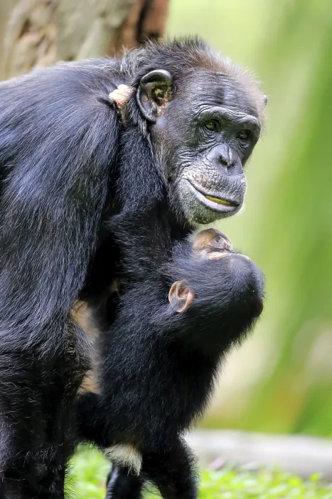 Framed Print : Chimpanzee (Pan troglodytes troglodytes)