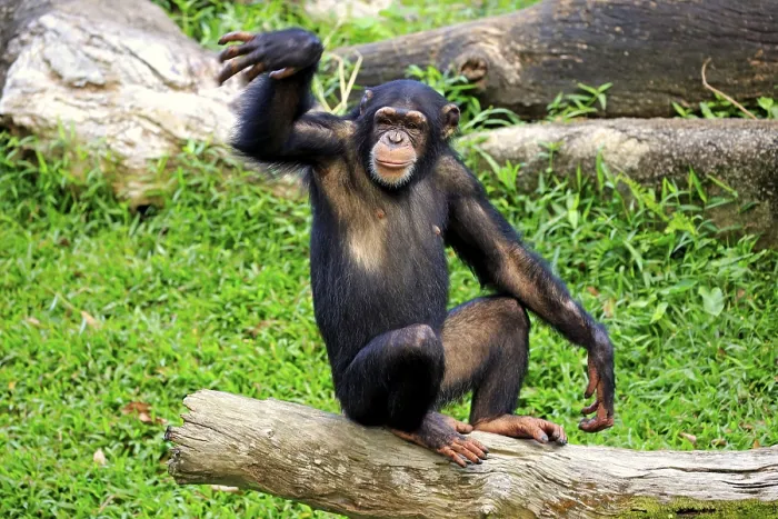 Framed Print : Chimpanzee (Pan troglodytes troglodytes) Framed Print : Chimpanzee (Pan troglodytes troglodytes)