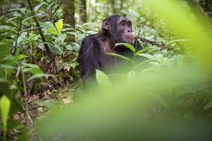 Framed Print : Chimpanzee (Pan Troglodytes), young animal