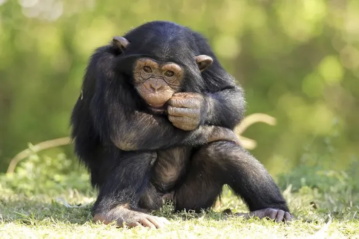 Framed Print : Chimpanzee (Pan troglodytes), young sitting Framed Print : Chimpanzee (Pan troglodytes), young sitting