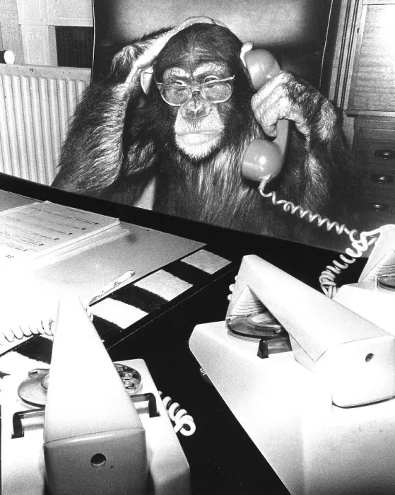 Framed Print : Chimpanzee on the phone, England, Great Britain Framed Print : Chimpanzee on the phone, England, Great Britain