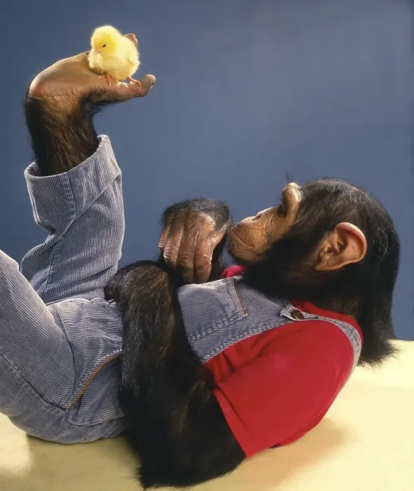 Framed Print : Chimpanzee plays with Kittens, England Framed Print : Chimpanzee plays with Kittens, England