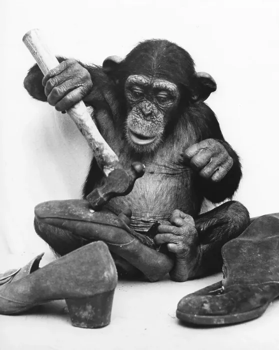 Framed Print : Chimpanzee repairs shoes, England, Great Britain