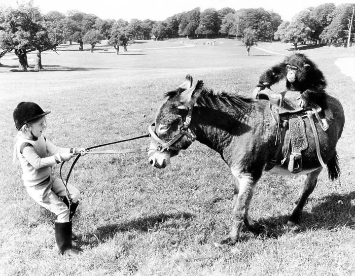 Framed Print : Chimpanzee rides on donkey, girl pulls donkey Framed Print : Chimpanzee rides on donkey, girl pulls donkey