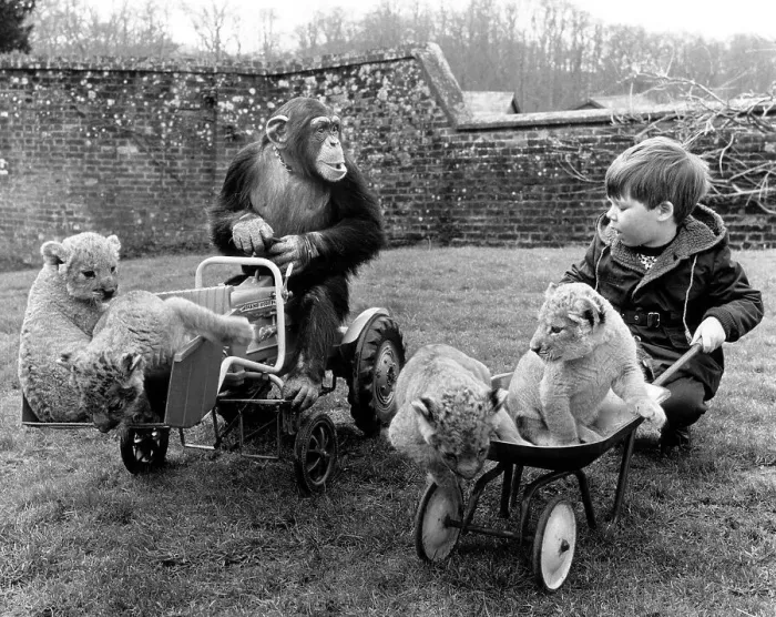 Framed Print : Chimpanzee on tractor plays with a little boy and baby lions Framed Print : Chimpanzee on tractor plays with a little boy and baby lions