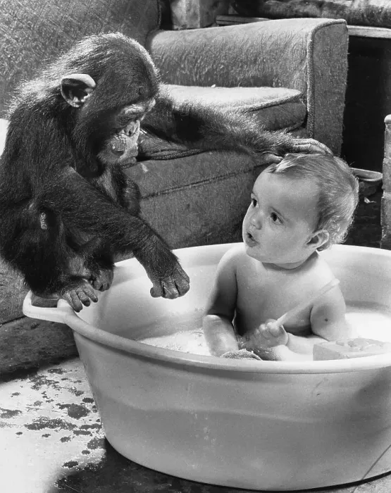 Framed Print : Chimpanzee washes a child, England, Great Britain