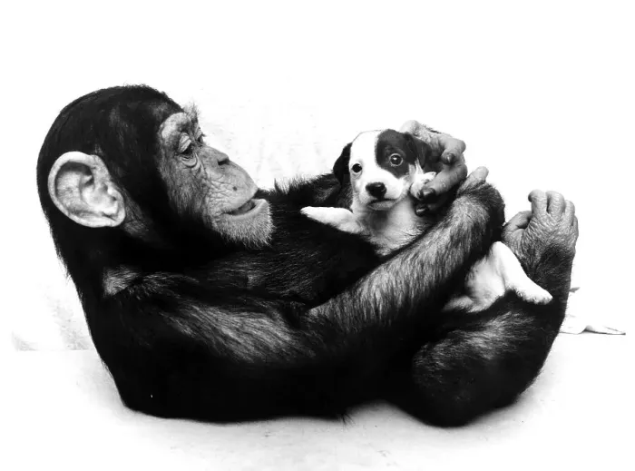 Framed Print : Chimpanzee and young Jack Russell Terrier cuddling with each other Framed Print : Chimpanzee and young Jack Russell Terrier cuddling with each other