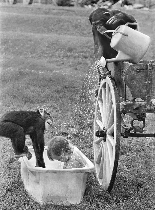 Framed Print : Two chimpanzees bathe child in bath tub with watering can Framed Print : Two chimpanzees bathe child in bath tub with watering can