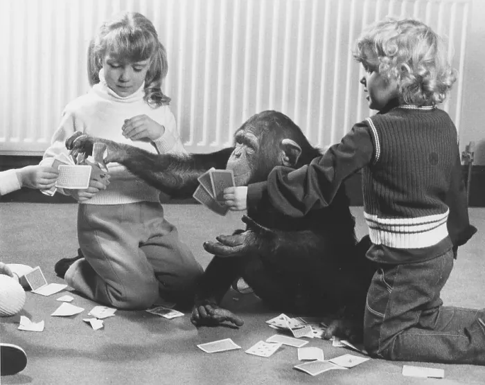 Framed Print : Chimpanzees and children play cards Framed Print : Chimpanzees and children play cards