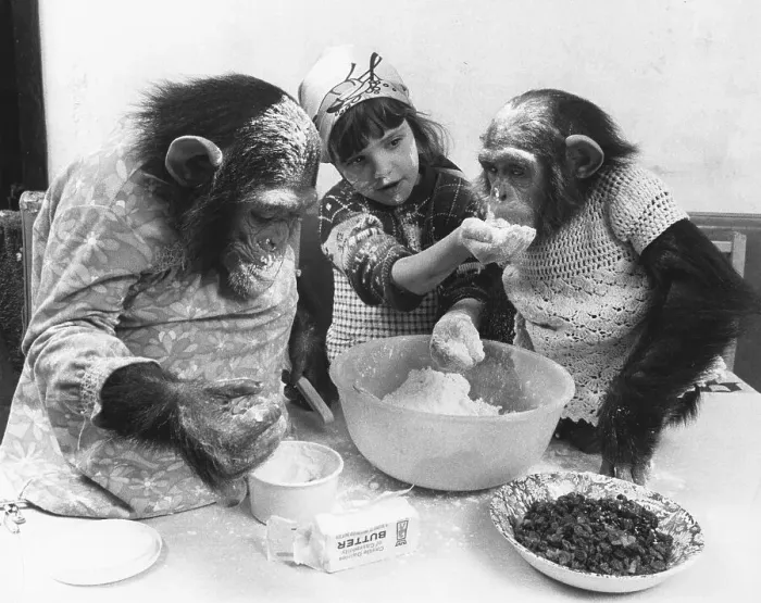 Framed Print : Two chimpanzees and a girl baking a cake